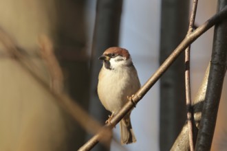 Eurasian Tree Sparrow (Passer montanus) on a twig