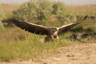 Landing white-tailed eagle in frontal view