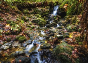 A Small Waterfall in the Mountains of California, Color Image