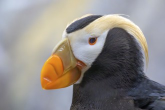 Close-up of a Yellow-crested Puffin (Fratercula cirrhata) with bright orange beak and black and