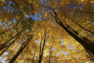 Nature, autumnal forest, view from below into the tree tops, Province of Quebec, Canada, North