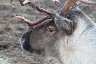 Reindeer (Rangifer tarandus), animal portrait, Bodø, Norway, Europe