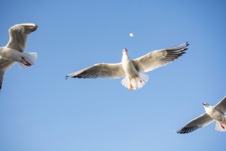 Seagull flying over the sea in Istanbul urban environment