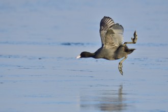 Eurasian coot in flight, Eurasian coot in winter in saxon