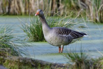 Greylag geese in spring, Greylag goose in the morning sun in a lake