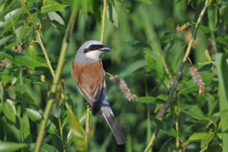 Red-backed shrike, Lanius collurio, Red-backed shrike