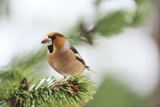 Hawfinch sitting on a pine tree. Hawfinch sitting on a tree