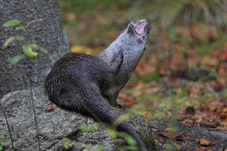European otter, European otter (Lutra lutra)