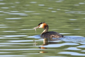 Great crested grebe, Great crested grebe, Podiceps cristatus, Grebe, Europe, Europe, Germany,