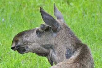 Young bull moose in a meadow Young bull moose in a meadow