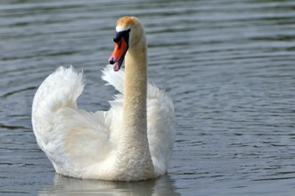 Mute swan with young, Cygnus olor, Mute swan with young animals
