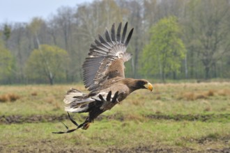 Giant Eagle, Haliaeetus pelagicus, flight, fly