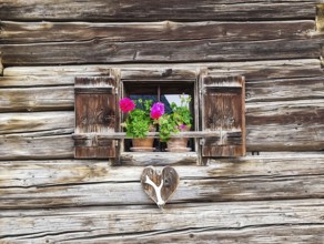 Old vintage wooden window with geranium flowers in the small alpine village Tauplitz, a famous