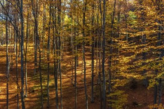 Beautiful landscape in mountain bright autumn forest, sunny day