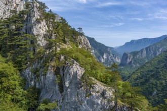 Beautiful mountains landscape. Aerial view of pine tree on the rocks