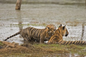 Bengal Tiger in Ranthambhore national park, rajasthan, India, Asia