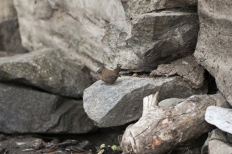 Eurasian Wren bird sitting on rock, Uttarakhand, India, Asia