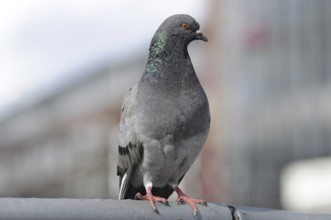 Pigeon closeup on blurred background, Hamburg, Germany, Europe