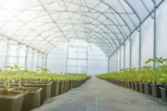 Rows of Potted Seedlings in Greenhouse