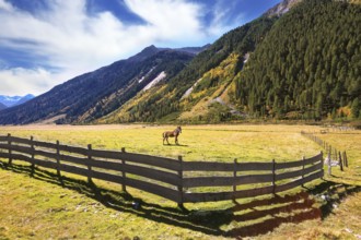Thq beautiful autumn day in Austrian Alps. Beautiful farm horse grazing in fenced green meadow