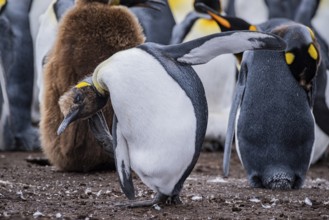 King penguin (Aptenodytes patagonicus), young animal scratching itself, Volunteer Point, Falkland