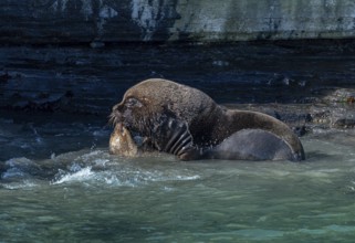 Male maned seal (Otaria flavescens) mating with a female, Bleaker Island, Falkland Islands, Great