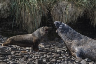 Male Southern elephant seal (Mirounga leonina, right) and male maned seal, also known as sea lion
