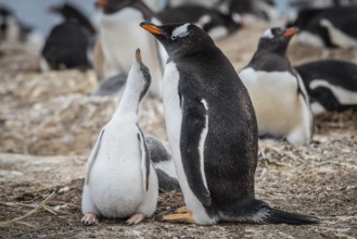 Gentoo penguin (Pygoscelis papua) with chicks in a nest, Pebble Island, Falkland Islands, Great