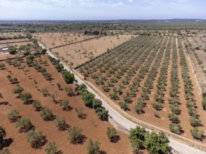 Olive grove on the way to L'Àguila, Llucmajor, Mallorca, Spain, Europe