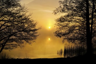 An idyllic, quiet scene at the lake at sunrise with trees in the foreground, Bornhortser See, 26125