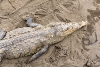 Crocodile