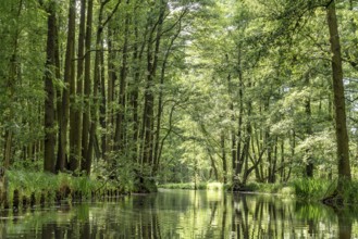 Landscape with watercourses and forest in the Spreewald in Brandenburg in Germany