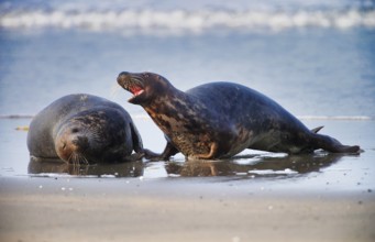 Grey Seal (Halichoerus grypus), at the Island Helgoland, Schleswig-Holstein, Germany, Europe