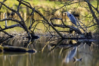 A heron sits on a tree branch above the water, surrounded by a harmonious and tranquil natural