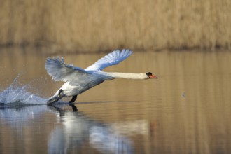 Mute swan, Cygnus olor, Mute swan