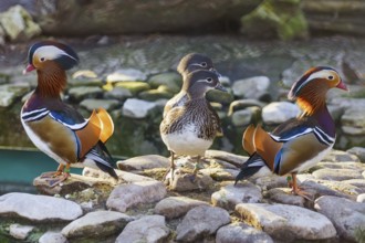 Mandarin Ducks On A Stone Varna, Bulgaria, Europe