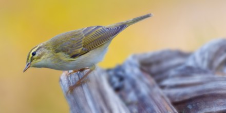 Willow Warbler, Phylloscopus trochilus, Mediterranean Forest, Castile Leon, Spain, Europe