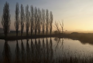 Row of trees near Uppel reflecting in a pond just before sunset