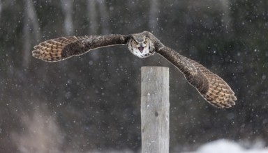 A captive great horned owl (Bubo virginianus) also known as a tiger owl at a bird of prey sanctuary