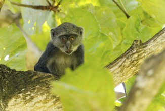 White-throated Monkey (cercopithecus albogularis) in a tree, Kenya, Africa