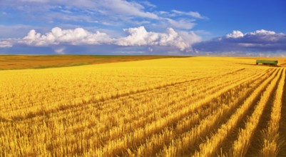 Huge field in state Montana after harvesting