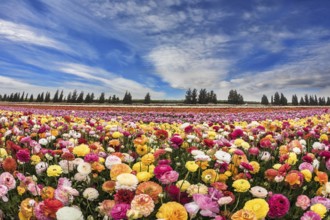 Huge field of blossoming buttercups. Spring carpet flowers. Israeli kibbutz