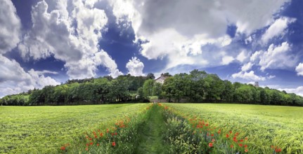 Way between barley fields, Eichstaett, Bavaria, Germany, Europe