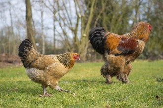 Brahma chickens outdoor in the grass pastures