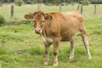 Glanvieh cattle on the pasture