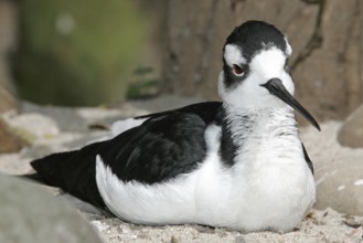 Mexican Black-winged Stilt walker