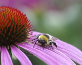 Bumblebee on a flower petal