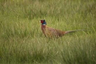 Pheasant (Phasianus colchicus)