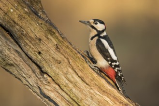 Brambling woodpecker (Dendrocopos major)
