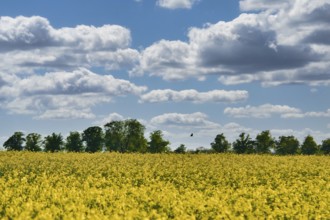 Rape with yellow flowers on the canola field. Cloudy sky. Product for edible oil and bio fuel.
